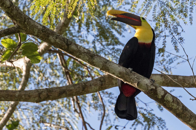 Chestnut-mandibled toucan