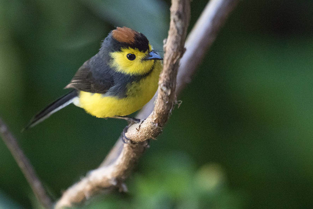 Collared redstart