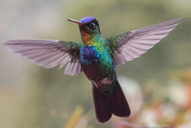 Fiery-throated Hummingbird