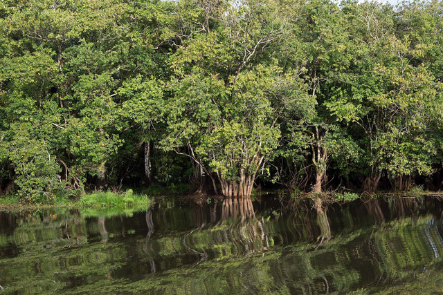 Floddelta i Cano Negro Nationalpark.