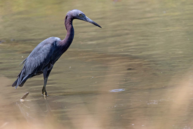 Little Blue Heron