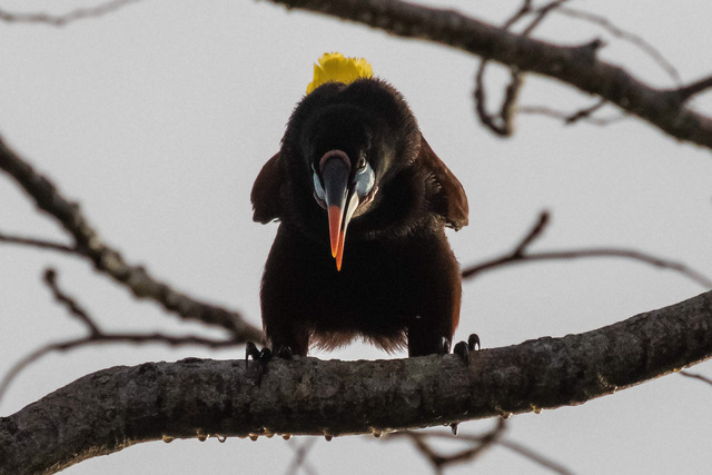 Montezuma Oropendola