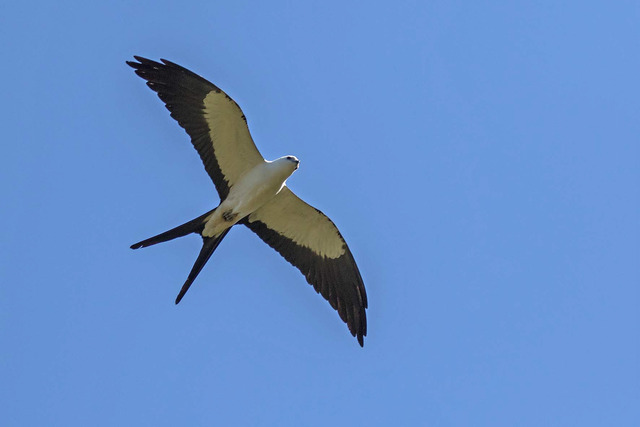 Swallow-tailed Kite ovan Villa Lapas