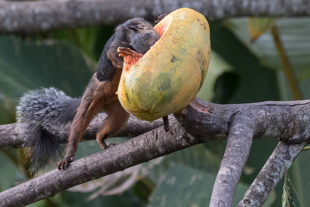 Variegated Squirrel